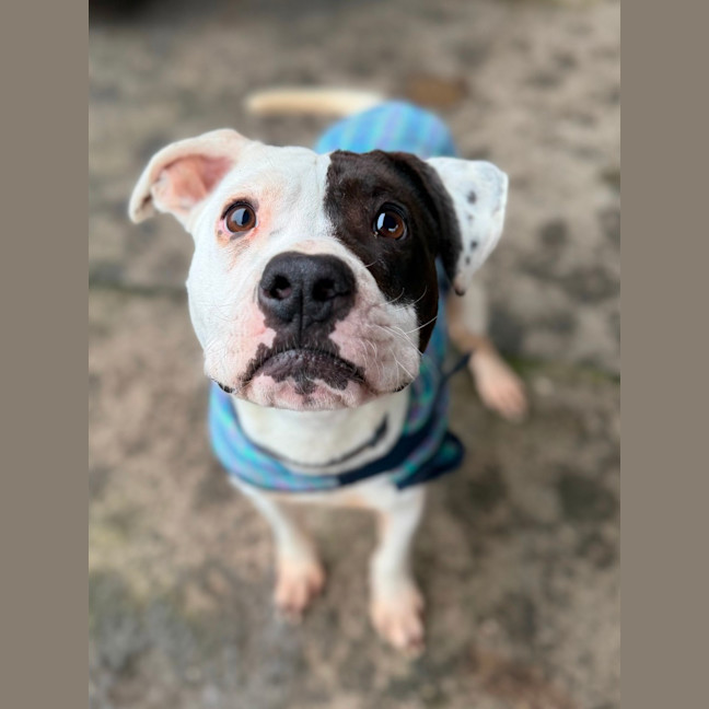 Photo of Scrappy Doo