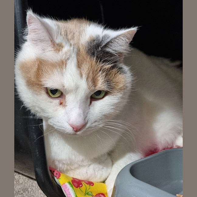 Photo of Little Puss
