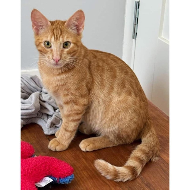 Photo of 11457   Alfie 