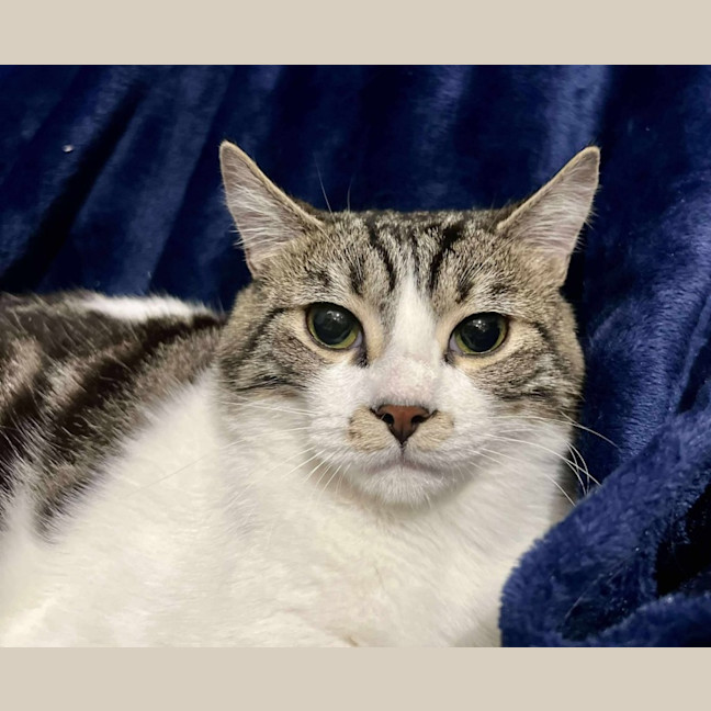 Photo of Jj *9 Lives Project Rescue*