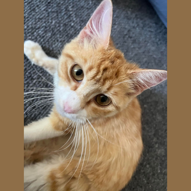 Photo of Mochi