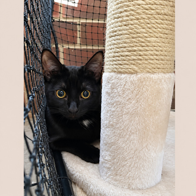 Photo of Shadow