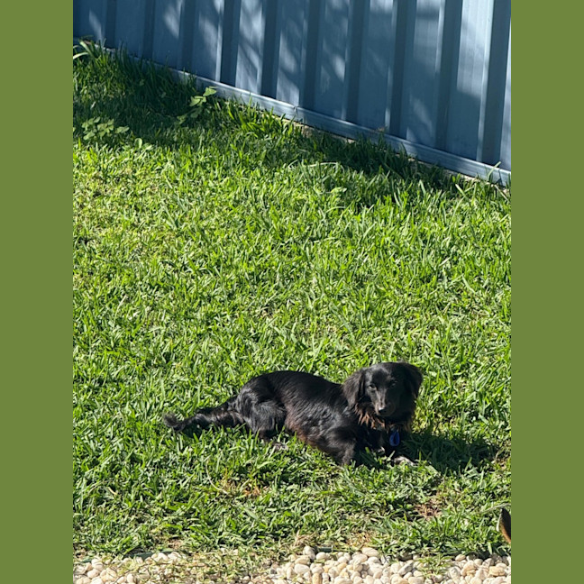 Photo of Socks – 1 Year Old Dachshund