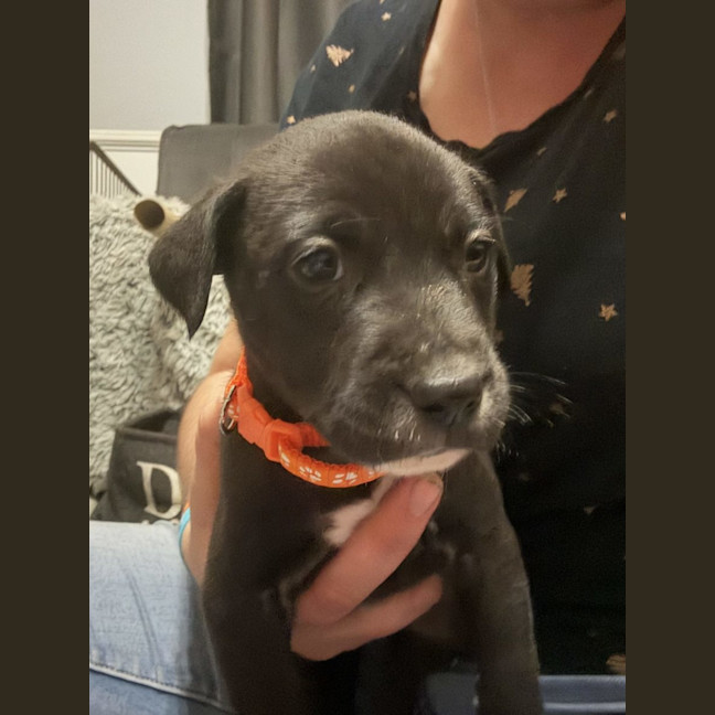 Photo of Collar Orange 