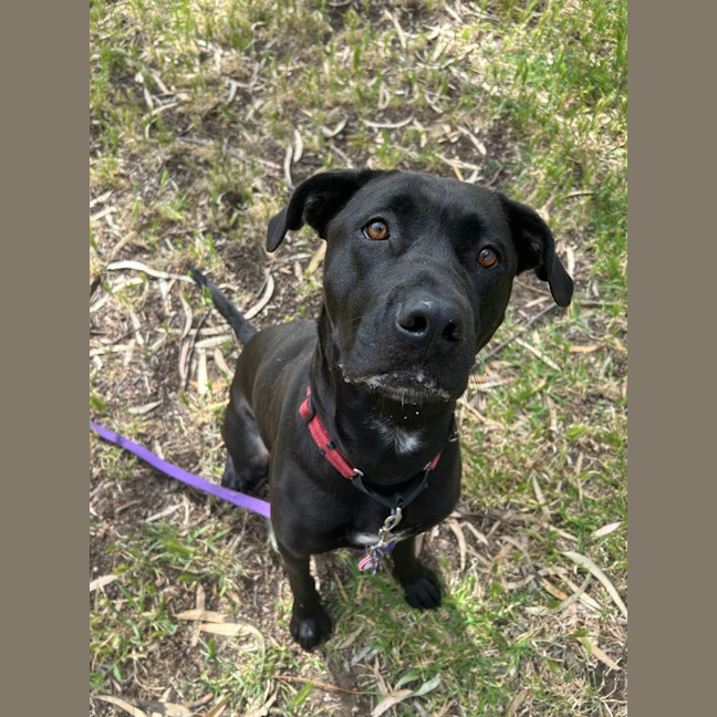 Photo of Taffy
