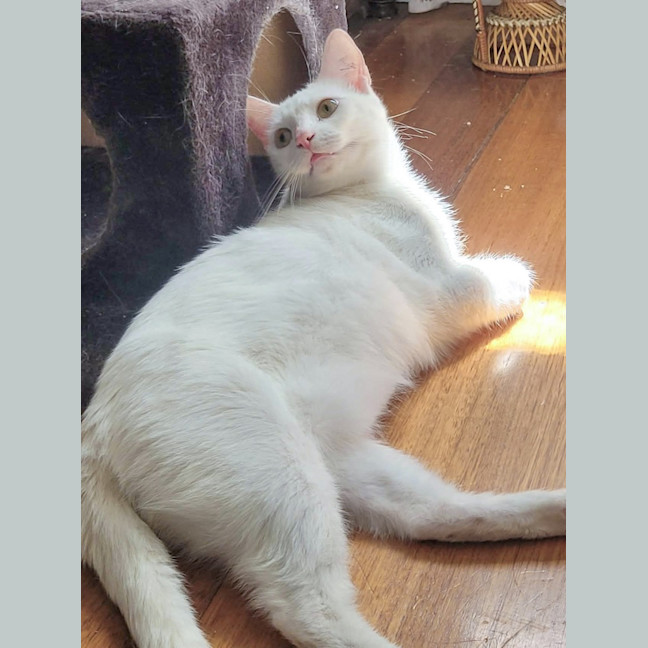 Photo of Clara / Pearl