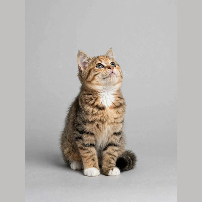 Photo of Honey