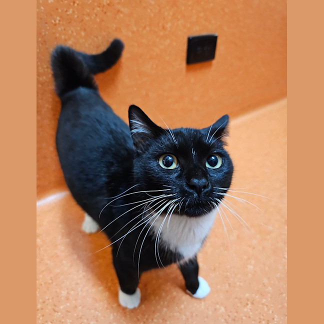 Photo of Sootie