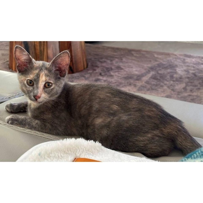 Photo of 12158   Miss Twinkles