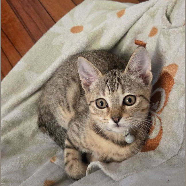 Photo of Cosmo