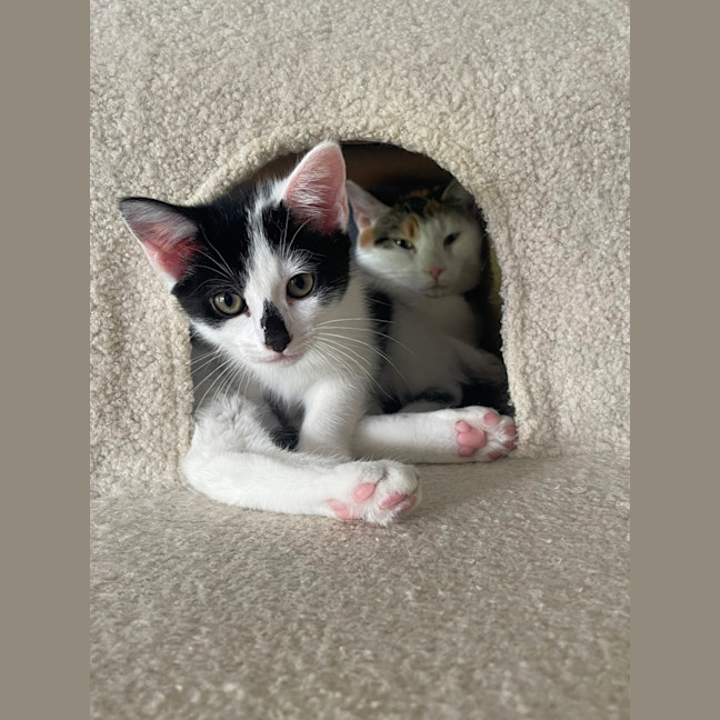 Photo of Smudge