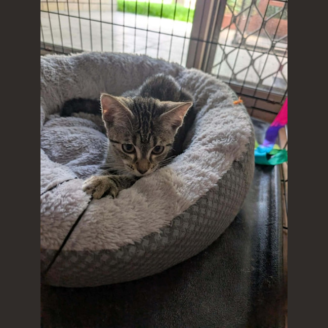 Photo of Marigold