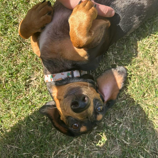 Photo of Charlie