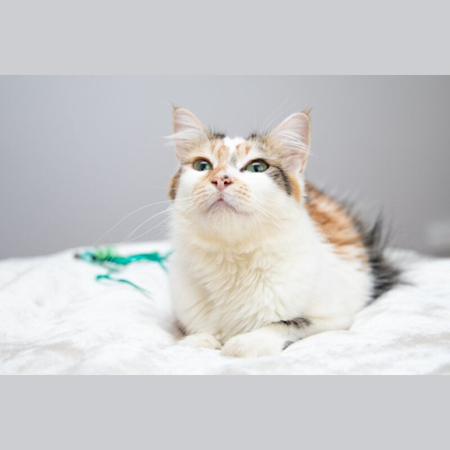 Photo of Cannoli