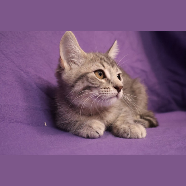 Photo of Minx