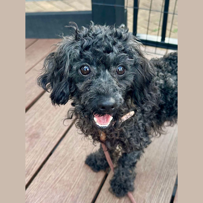 Photo of Poppy