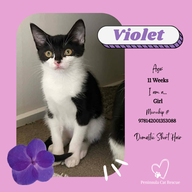 Photo of Violet