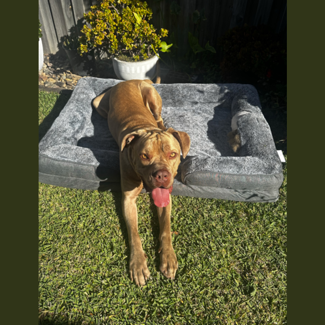 Photo of Milo