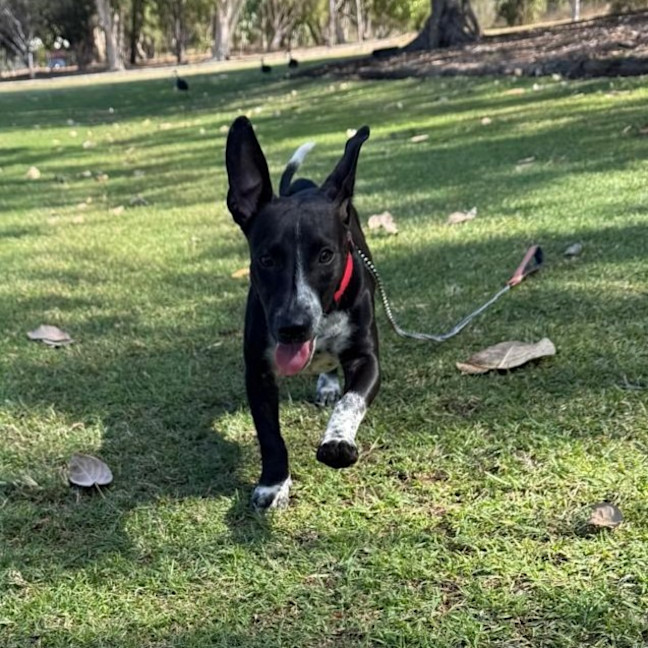 Photo of Angus