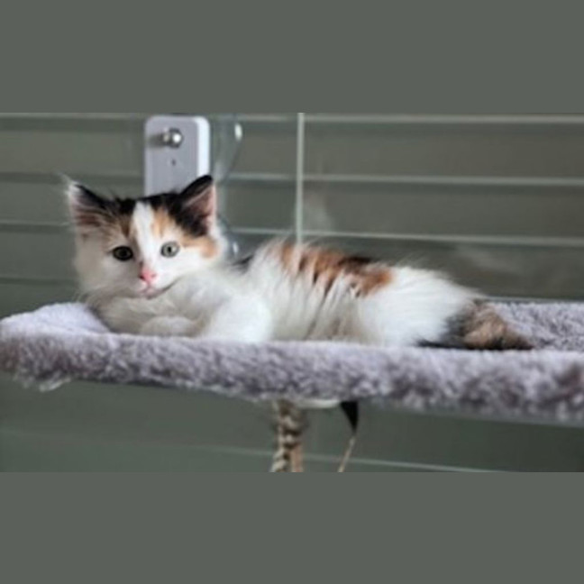 Photo of Cheezel