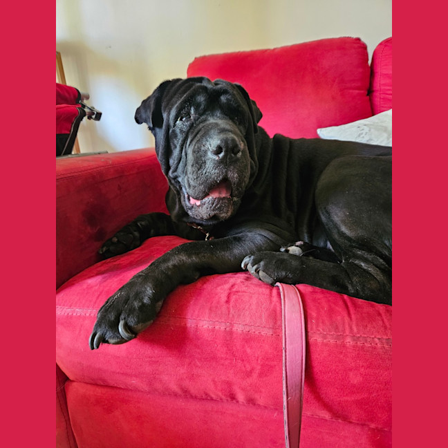 Photo of Skye