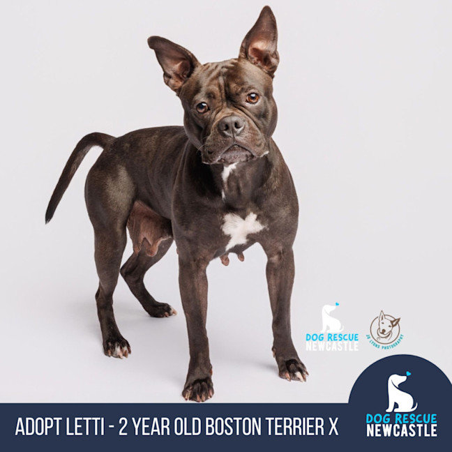 Photo of Letti   2 Year Old Boston Terrier X Staffy