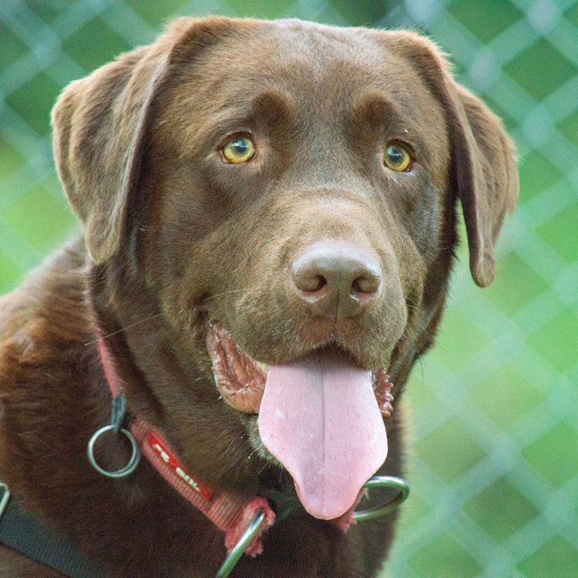 Photo of Cadbury