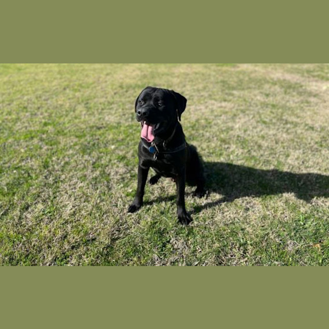 Photo of Bear