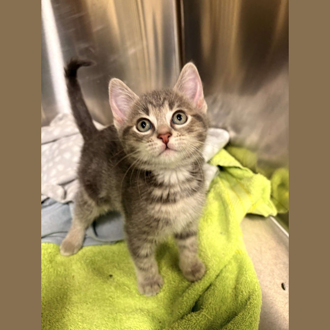 Photo of Smokey 