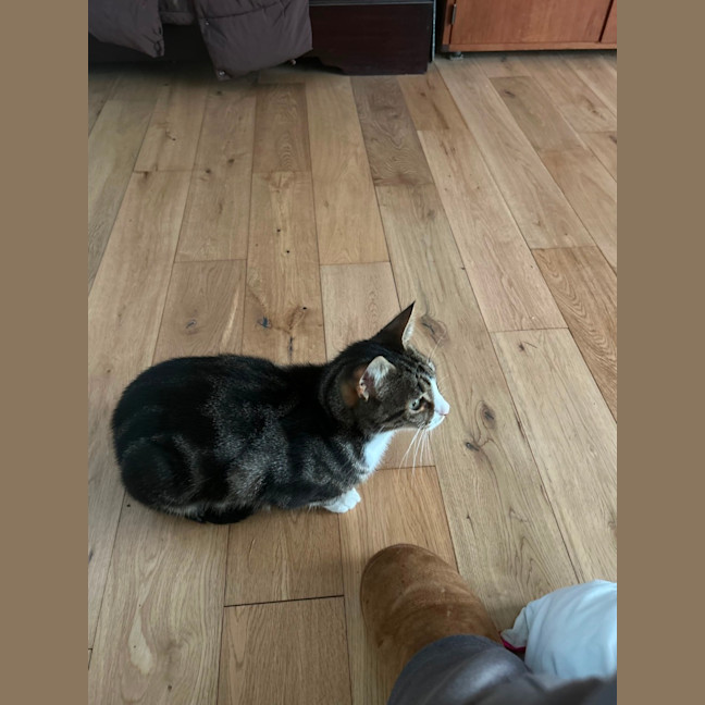 Photo of Winter *9 Lives Project Rescue*