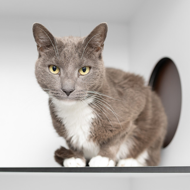 Photo of Smokey