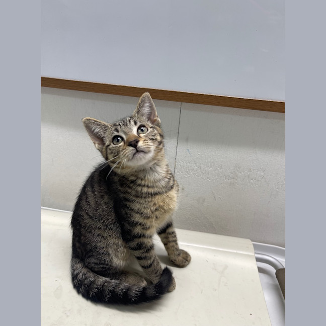 Photo of Louisa   Petstock