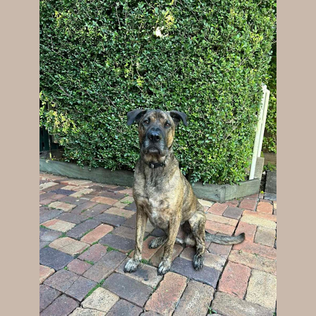 Photo of Toro *$250 Adoption Fee*