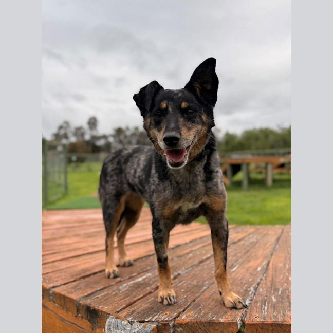 Photo of Daisy
