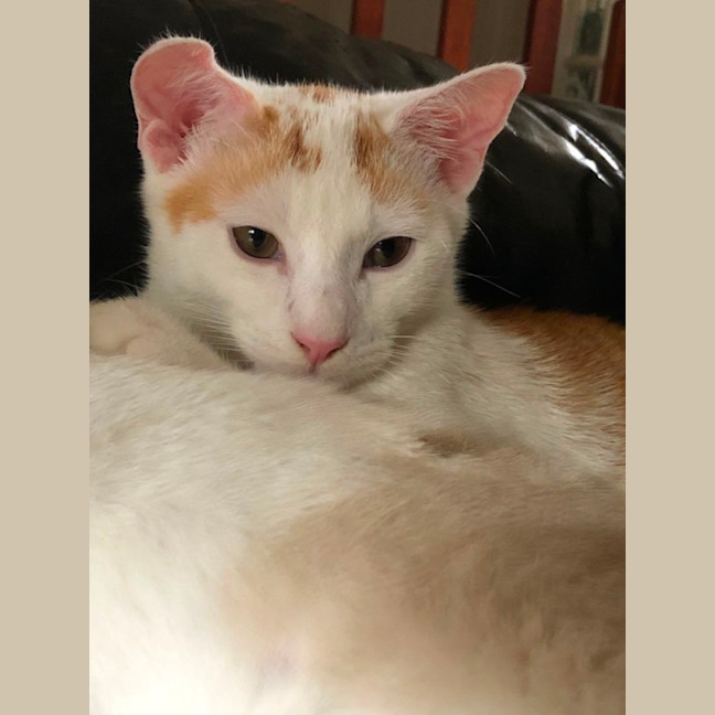Photo of Nemo