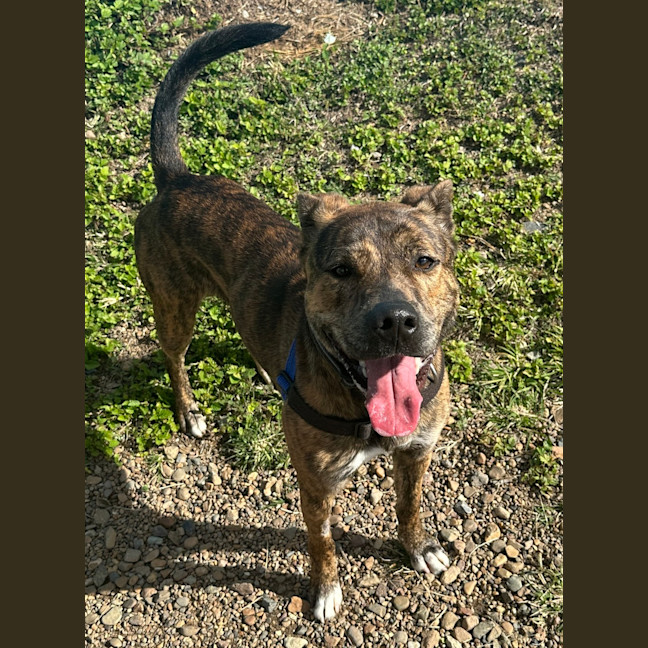 Photo of Atlas