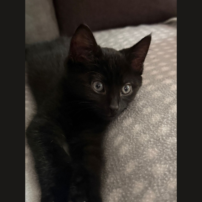 Photo of Nibbler