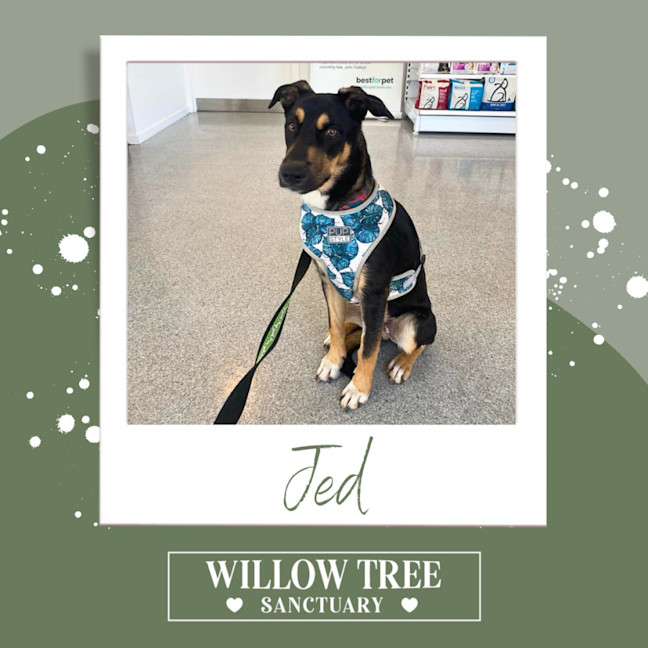 Photo of Jed