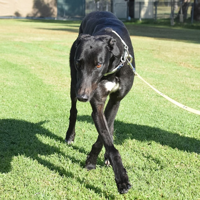 Photo of Warren The Greyhound