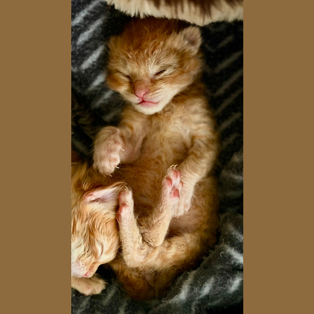 Photo of Rocket 