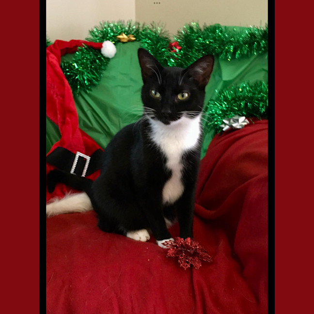 Photo of Piper