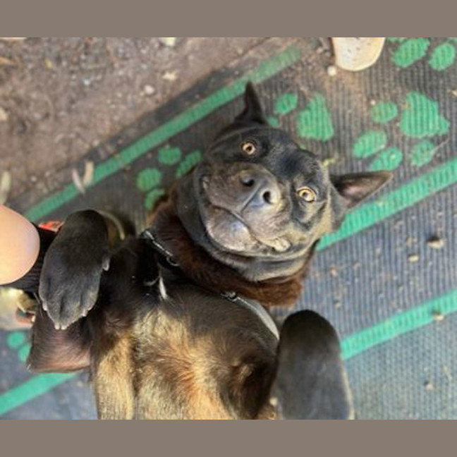 Photo of Dizzee Rascal 