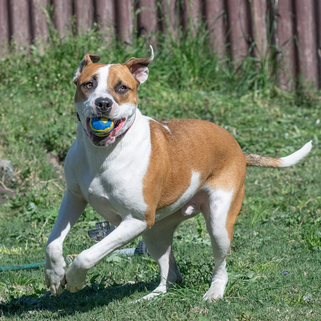 Photo of Rusty