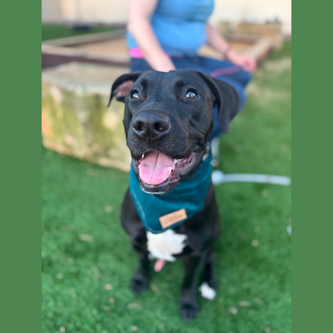 Photo of Paxton   10 Month Old Labrador X Staffy