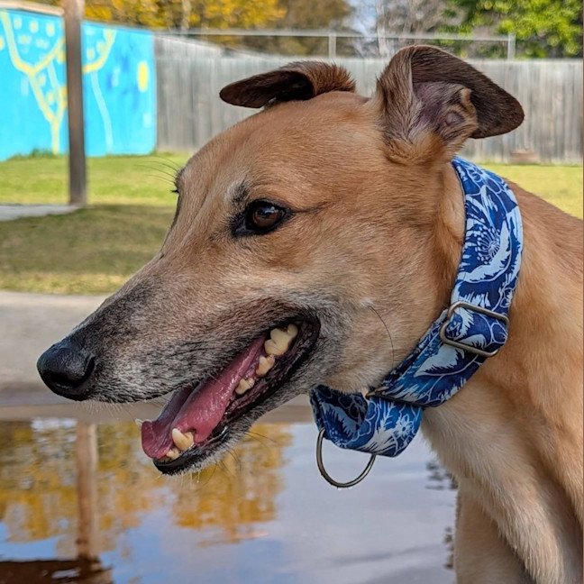 Photo of Baguette The Greyhound