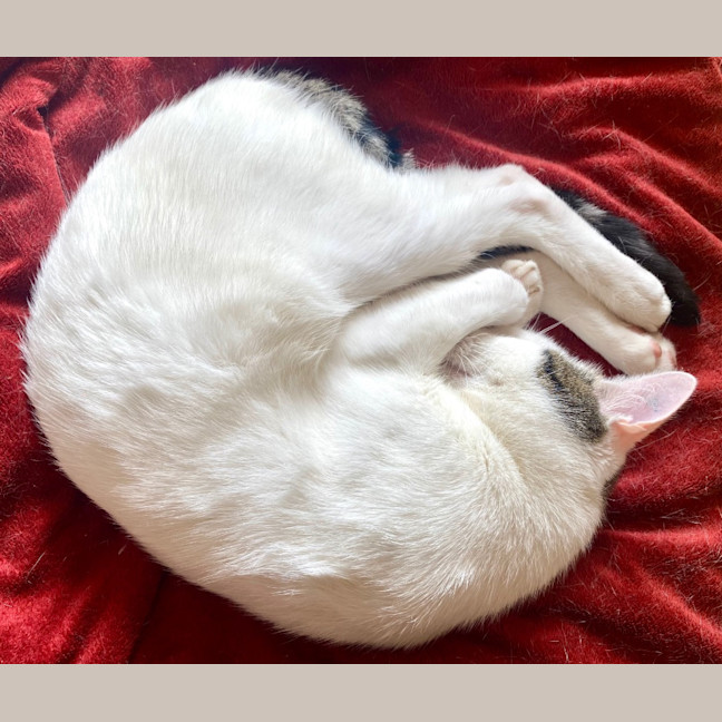 Photo of Stellar Slinky