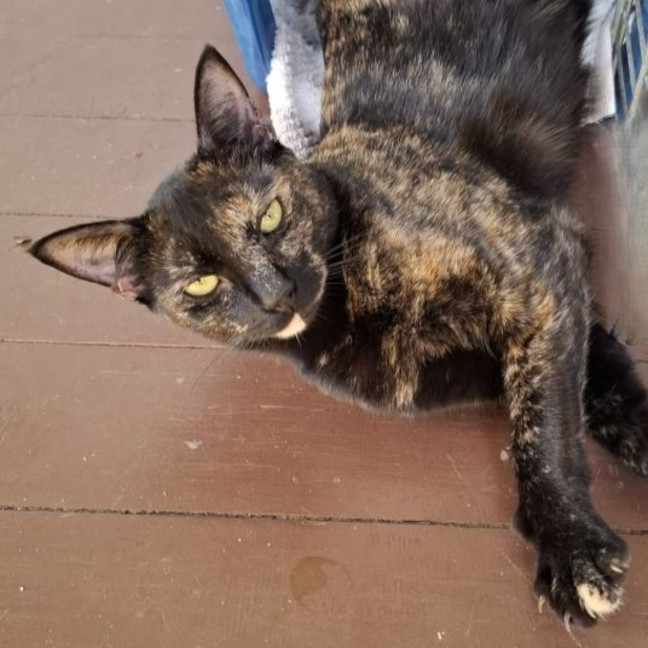Photo of Fudge