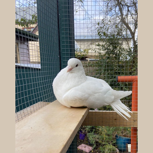 Photo of Tofu