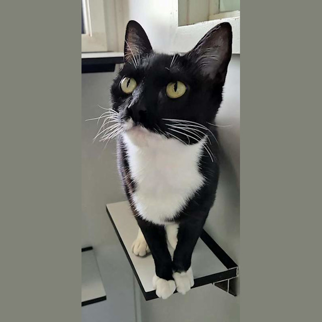 Photo of Pingi