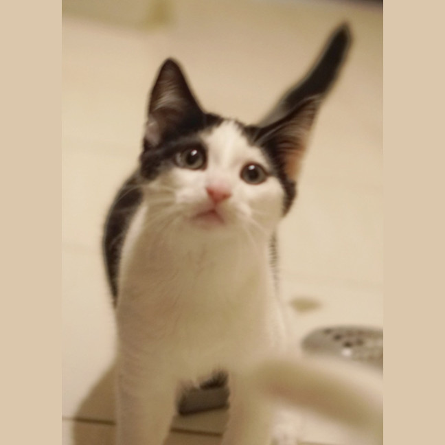Photo of Oreo